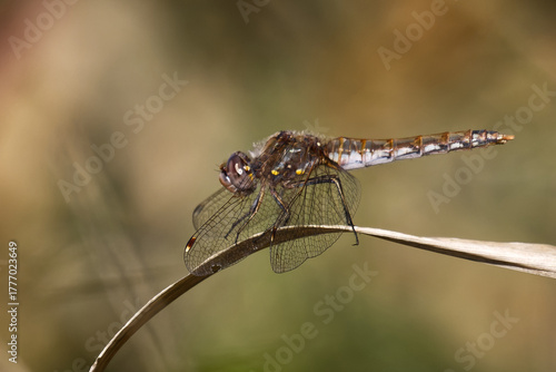 dragonfly on a branch