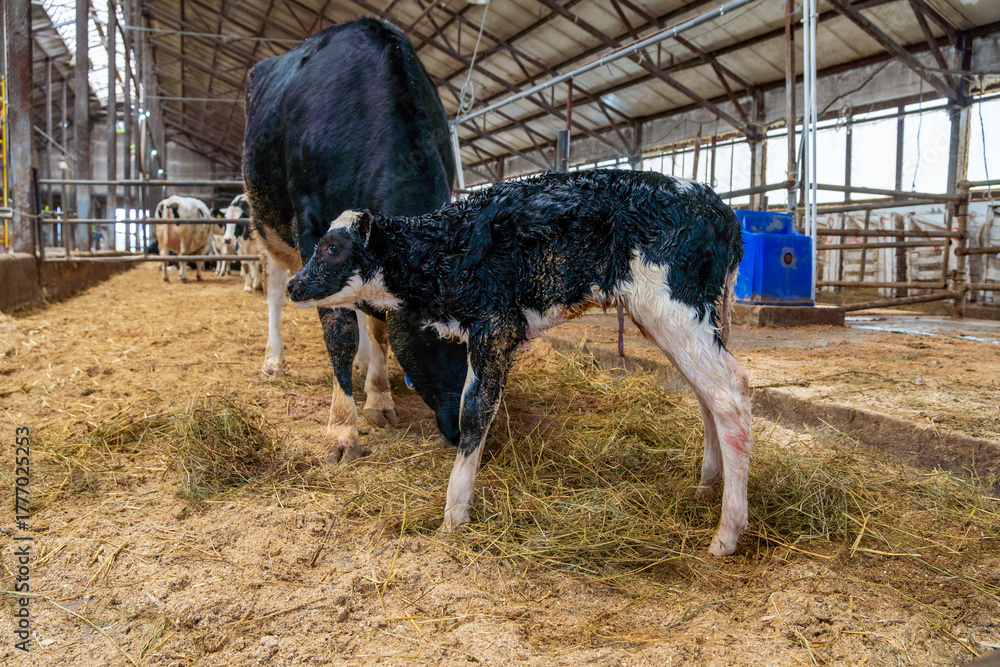 Fototapeta premium A Holstein dairy cow with a newborn calf on a farm
