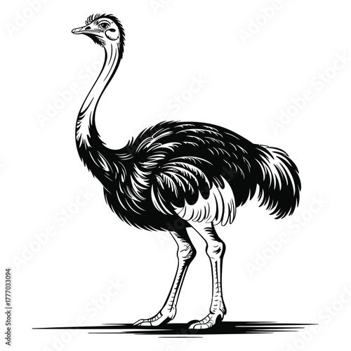 ostrich vector illustration