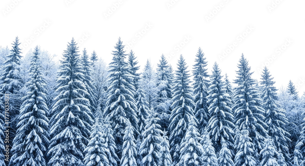 Obraz premium Snow covered pine forest at night transparent background cutout png