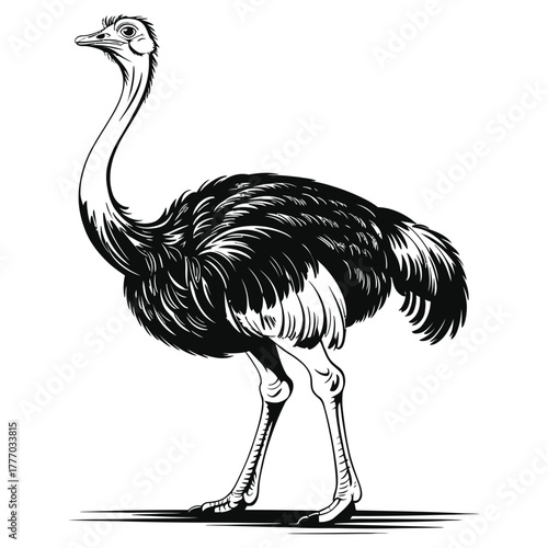 ostrich vector illustration