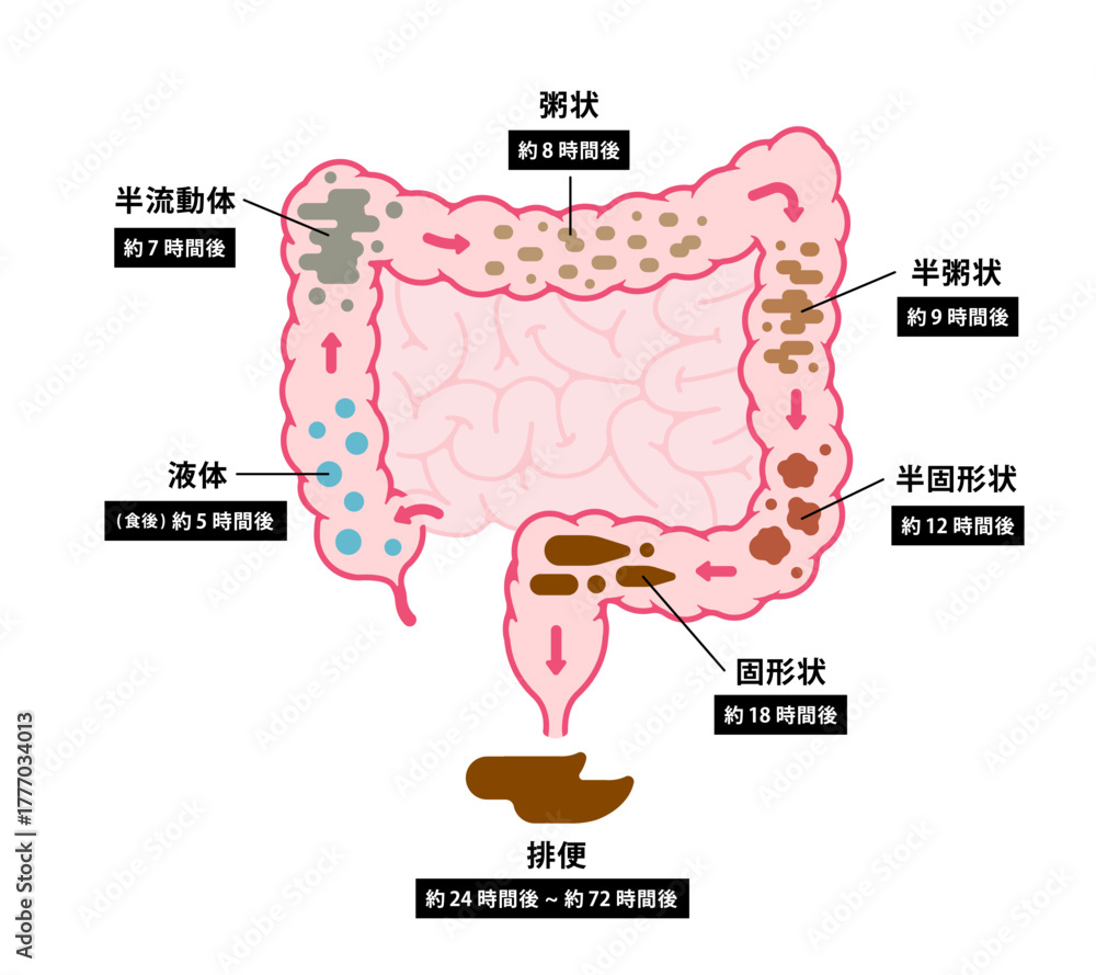 Obraz premium 大腸のベクターイラスト (大腸で便が作られるまで)