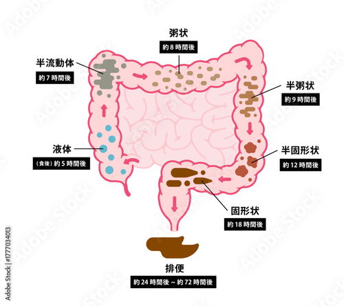 大腸のベクターイラスト (大腸で便が作られるまで)