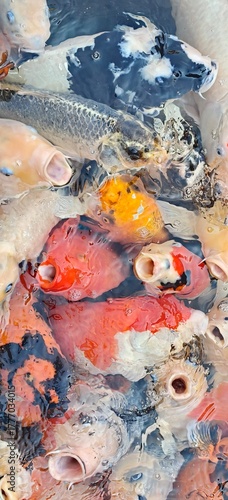 Vertical close-up, high-angle view of a feeding frenzy of colorful Koi fish with open mouths crowded together in the water.
