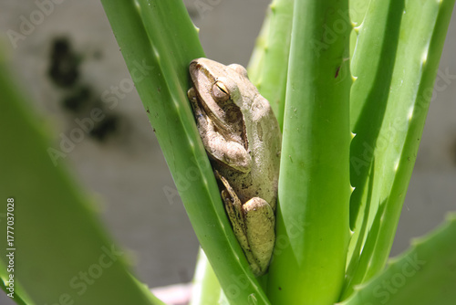 Small Brown Tree Frog Resting on Bright Aloe Vera