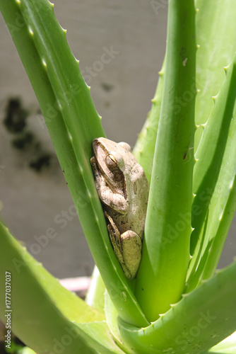 Tree Frog Resting Peacefully on Aloe Vera Plant
