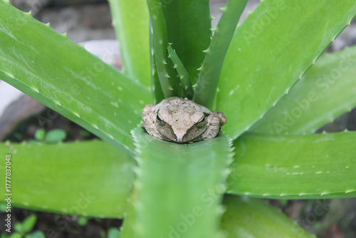 Camouflaged Tree Frog Resting on Green Aloe Vera Plant