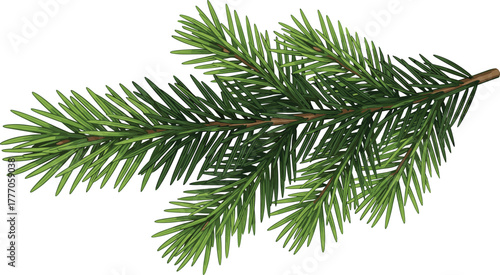 Conifer branch illustration, spruce or fir needle vector, botanical evergreen design, spiral leaf arrangement, nature element, forest foliage graphic, educational plant art