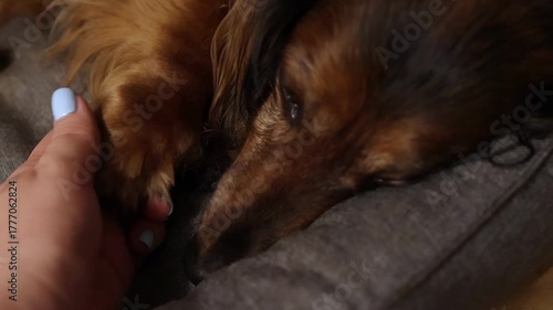 Tender touch from female hand reassures and comforts beloved dachshund dog. Close up of affectionate animal and owner interaction. Calm domestic moment showing love between human and pet