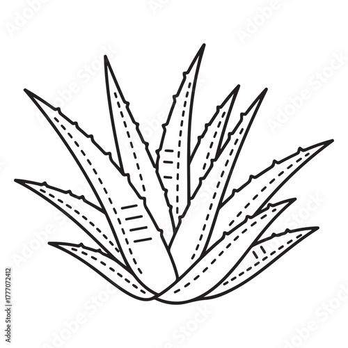 Aloe vera tree line art
