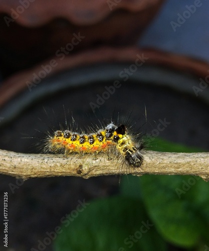 Colorful hairy caterpillar crawling on a branch in natural light