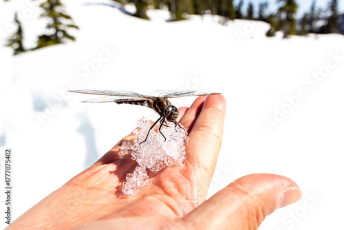 Dragonfly lands on handful of ice