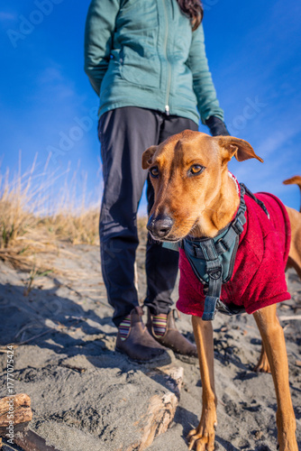Dog on a walk with woman on beach