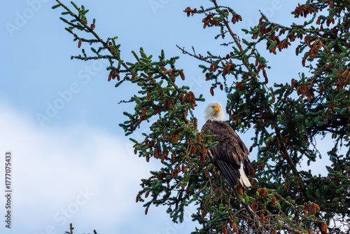 Magestic eagle sitting at top of tree