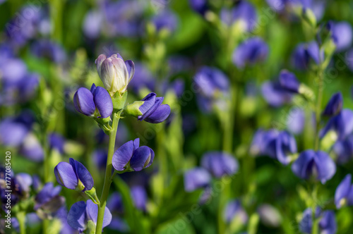 A mass planting of Blue False Indigo flowers (Baptisia australis) blooming in a garden, fresh and colorful in Springtime.