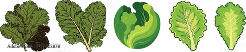 Set of Leafy Green Vegetables Kale Lettuce Cabbage Food Vector