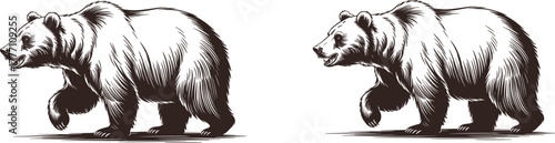Vintage Engraving Style Walking Grizzly Bear Vector Illustration - Hand-Drawn Sketch Design