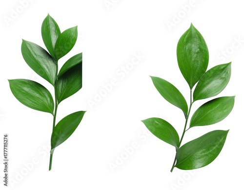 Two vibrant green Ruscus branches with glossy leaves isolated on a white background showcasing natural beauty and freshness.