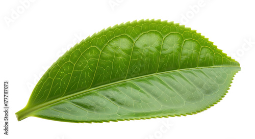 A Single Vibrant Green Tea Leaf Isolated on a White Background.
