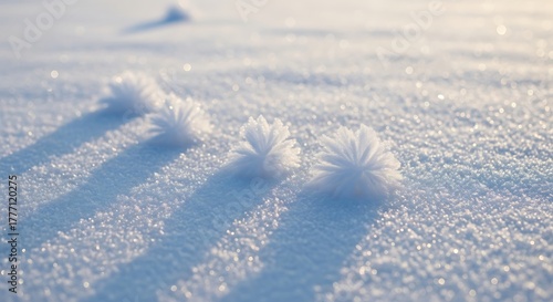 A row of delicate, feathery hoarfrost formations on a pristine snowy landscape during a cold winter sunrise