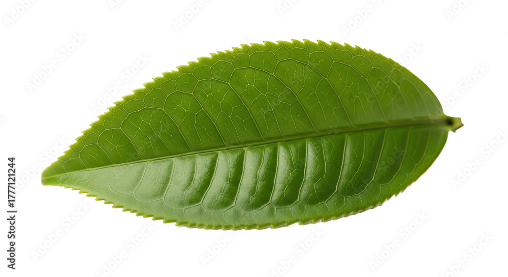 Obraz premium Single Green Tea Leaf Isolated on White Background 4.