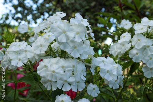 White paniculate phlox bloom in a summer park