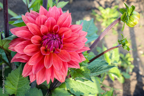 red dahlia blooming in the garden on a bright sunny day