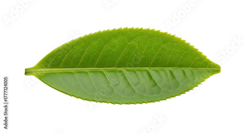 Single Green Tea Leaf Isolated on White Background 23.