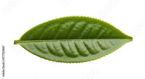 Single Green Tea Leaf Isolated on White Background Macro Shot.