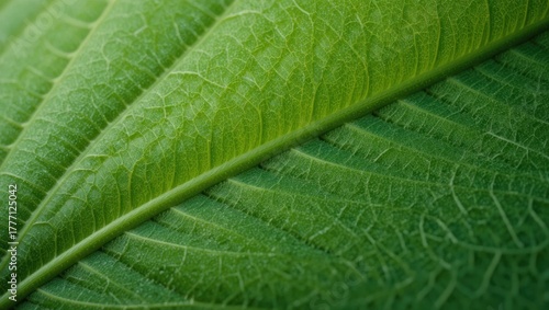 Macro Close-up of a Fresh Green Leaf Highlighting Its Textures and Veins in Natural Light