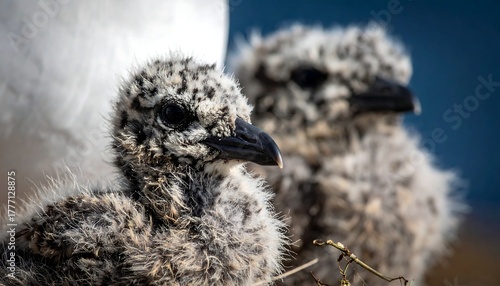 Close-up of two fluffy, speckled baby birds with dark beaks and eyes, huddled together. One focuses, the other blurs