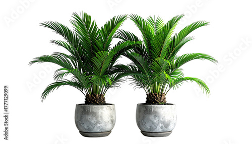Two green cycas palms in gray pots against a black backdrop