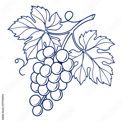 vector illustration of grapes