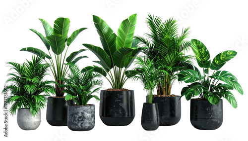 Potted tropical foliage plants against black backdrop