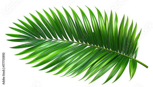 Single bright green palm frond, arching, on stark black