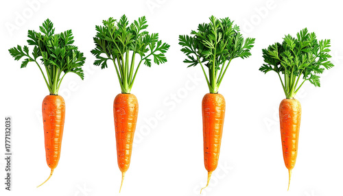 Four vibrant carrots with green leafy tops against black background