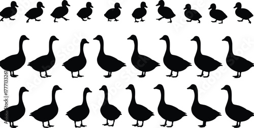 Large set of goose and duck silhouette vector illustrations in various standing and walking poses, perfect for wildlife and farm design