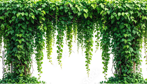 Dense greenery cascades, forming a natural, overgrown curtain