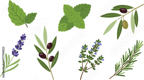 Herbs and plants, basil, mint, olive branch, lavender, thyme, rosemary, botanical illustration, culinary herbs, flat vector illustration