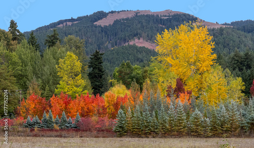 2025 10 16 Amazing Fall Colors off Oregon Highway 35