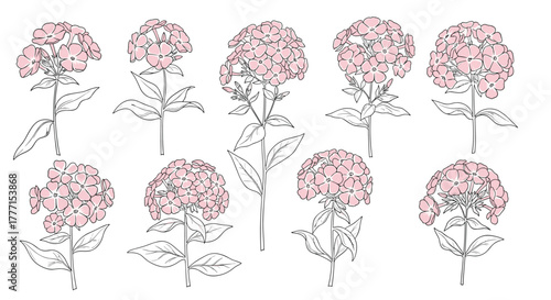 Set of delicate hand-drawn pink phlox flower illustrations with watercolor accents, perfect for botanical themes.