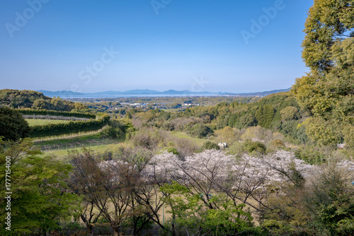 高野山公園の桜と出水市の街並み