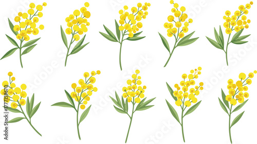 Yellow mimosa flowers, botanical sprigs, acacia blossom set, floral design elements, green leaves, flat vector illustration for stock content