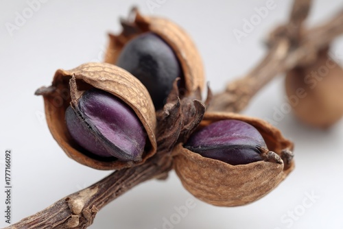 Mucuna: Velvet Bean Seed Extract for Herbal Health and Wellness Solutions