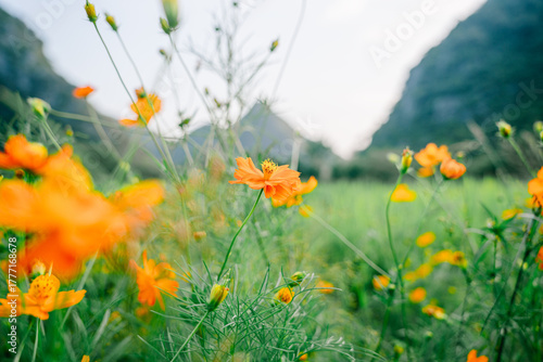 Blooming Field and Karst Peak Landscape in Guilin,China