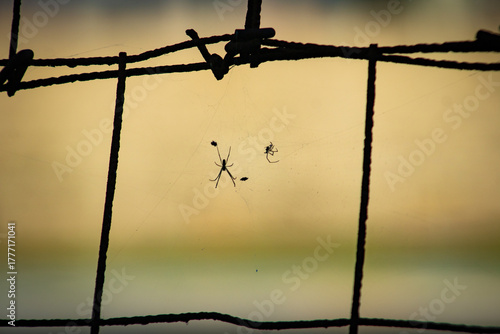 barbed wire fence with a spider