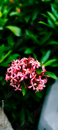 Pink colored Jungle Geranium or Flame of the woods or Jungle flame flower with green leaves around