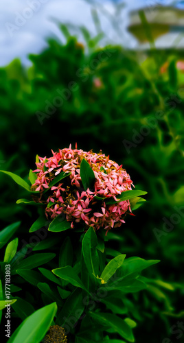 Pink colored Jungle Geranium or Flame of the woods or Jungle flame flower with green leaves around