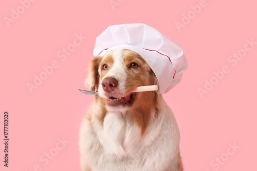 Cute Australian Shepherd do...