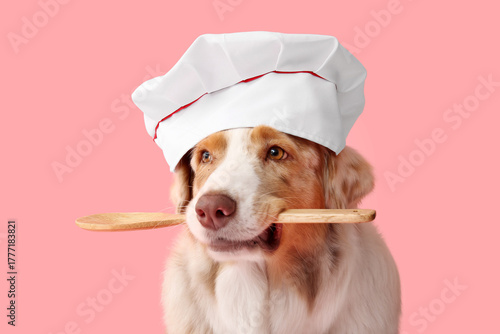 Cute Australian Shepherd do...